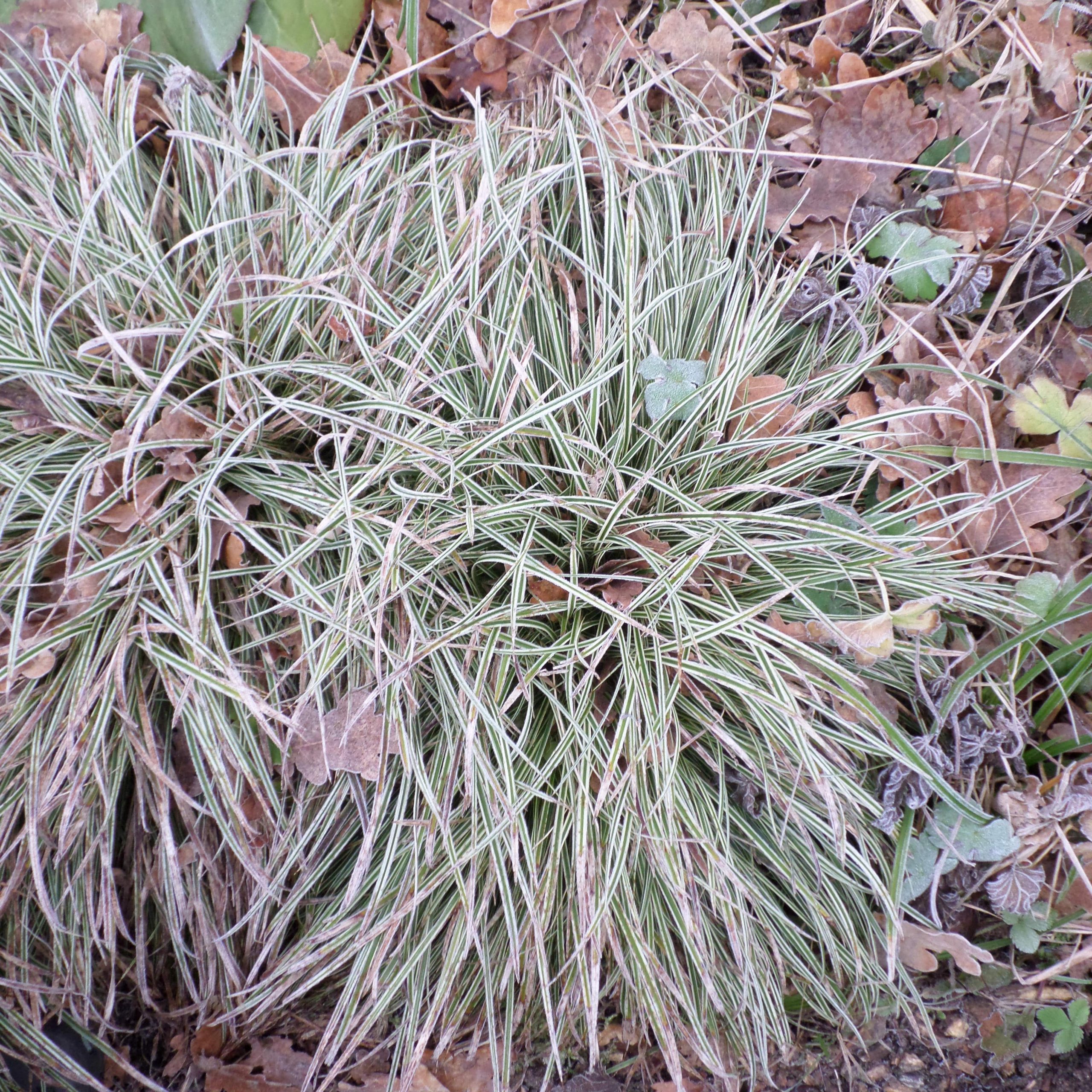Carex morrowii