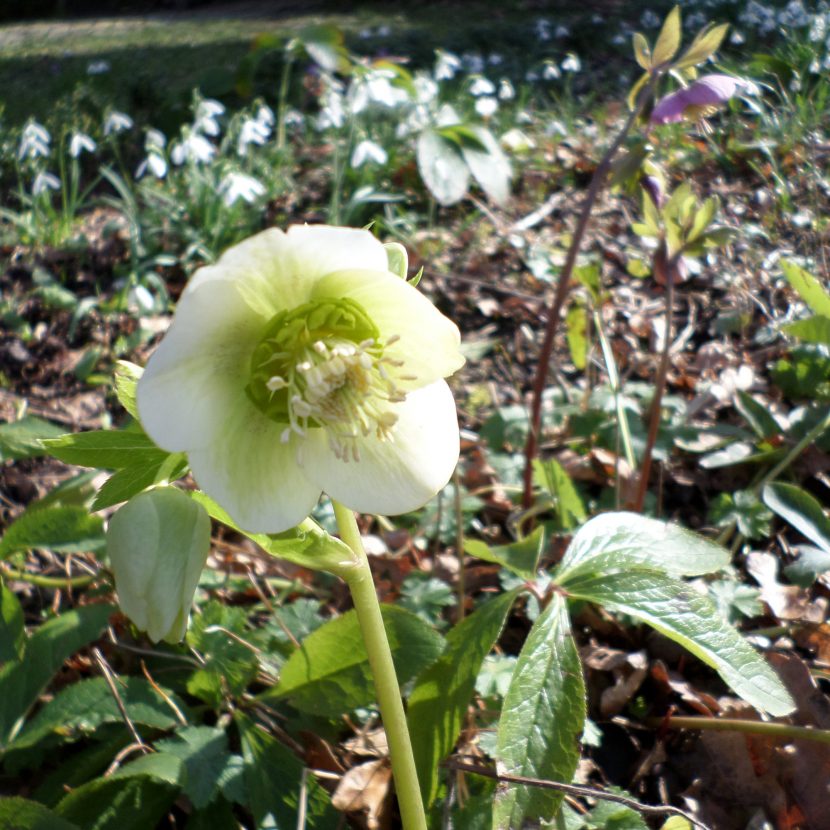 Lenzrose mit weißer Blüte