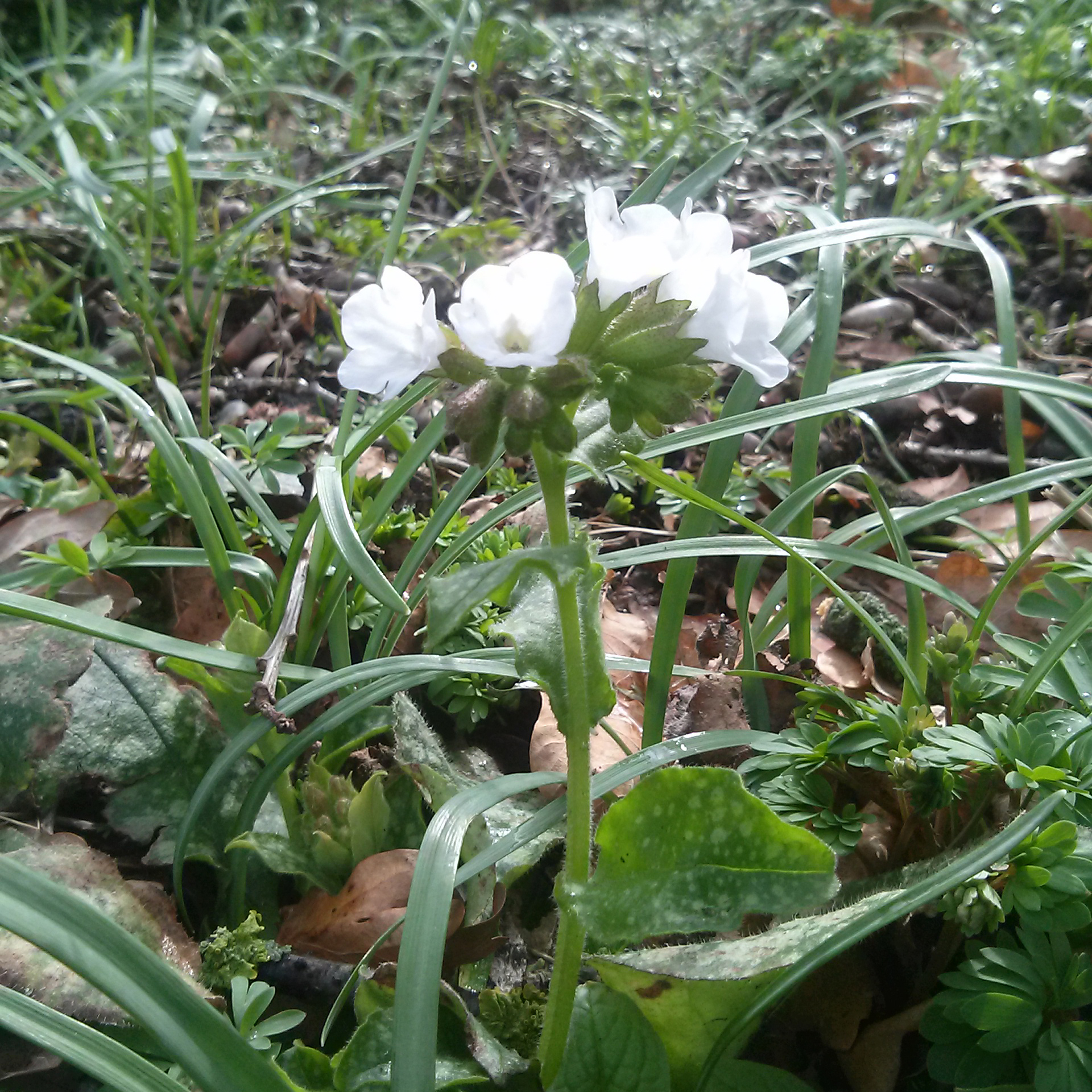Pulmonaria officinalis Ice Ballet