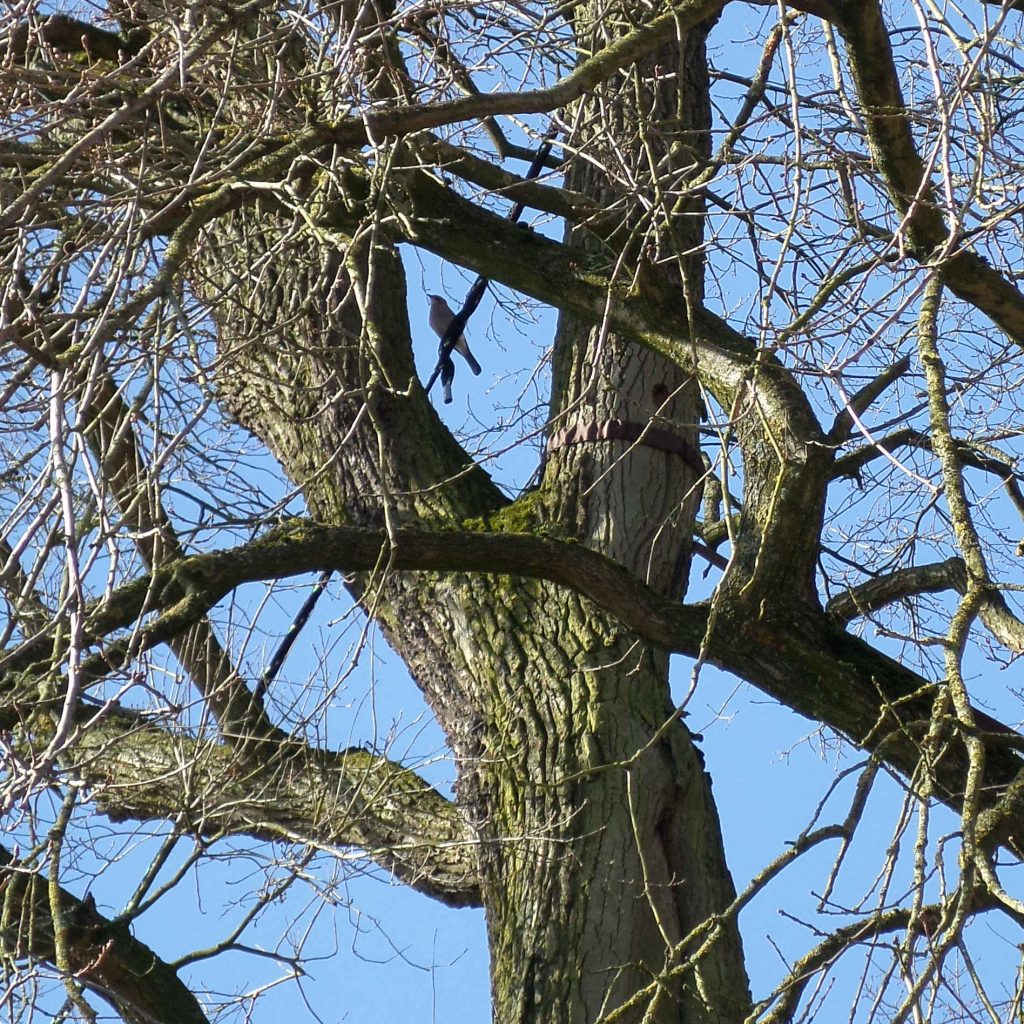 Eichelhäher im Baum