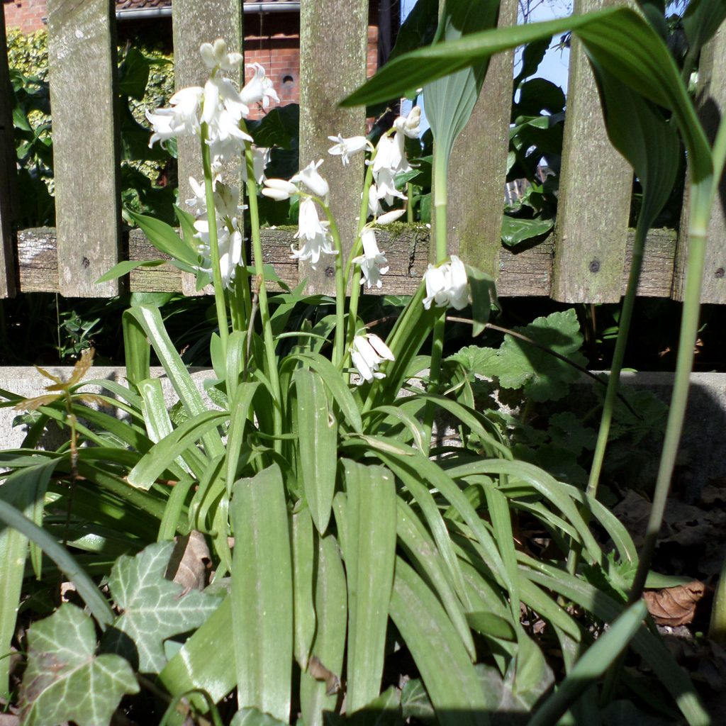Blauglöckchen Weiß