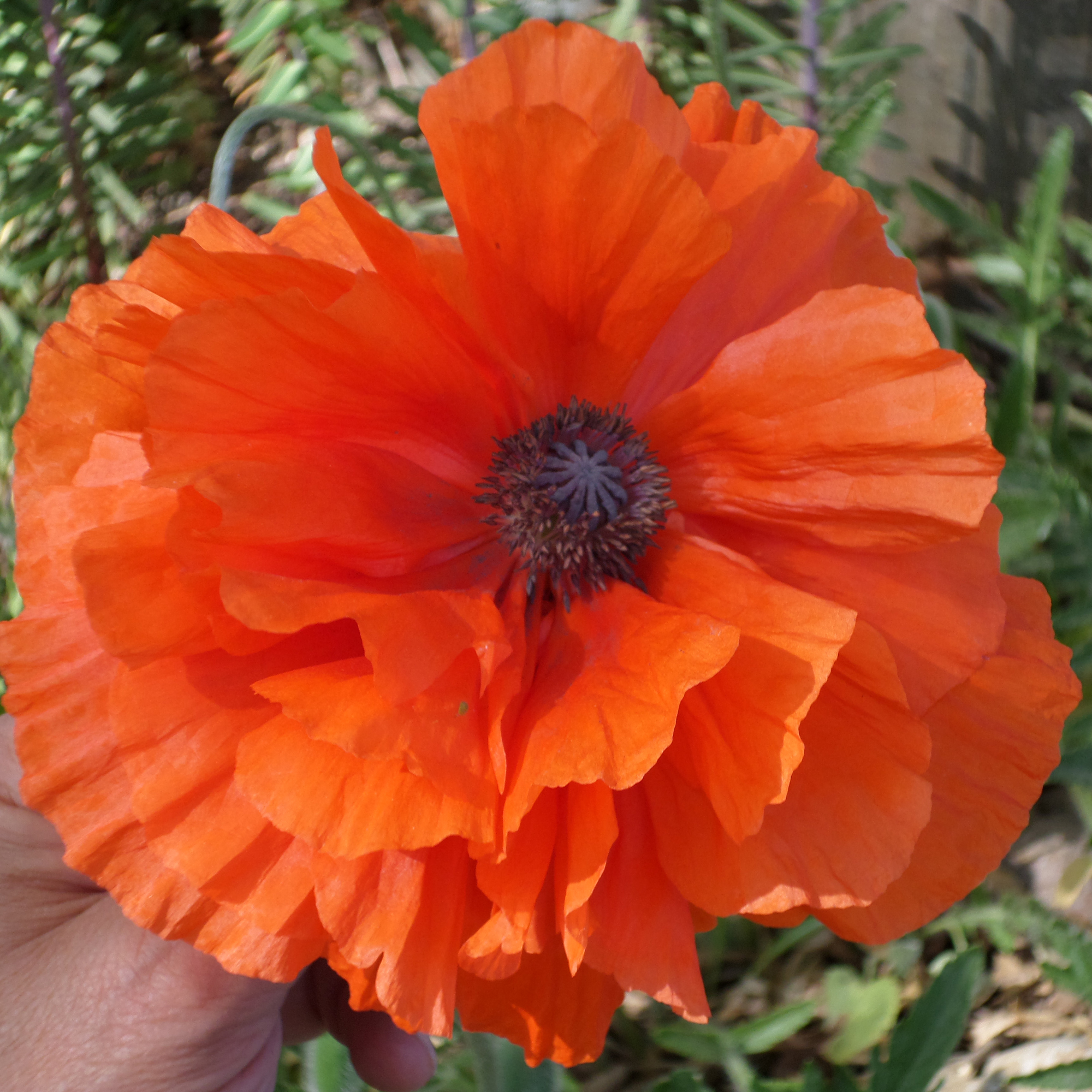 Türkischer Mohn