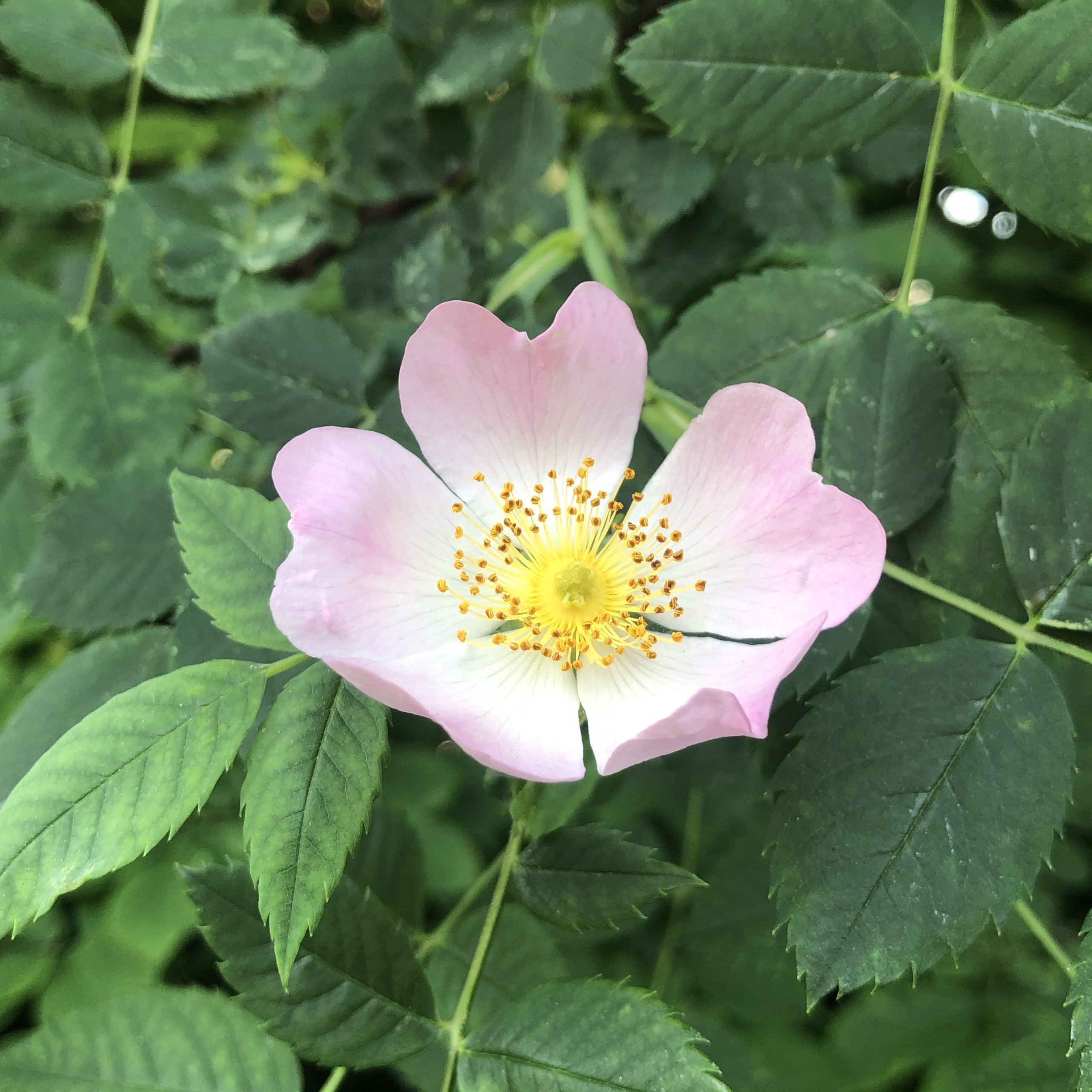 Kleinblütige Rose