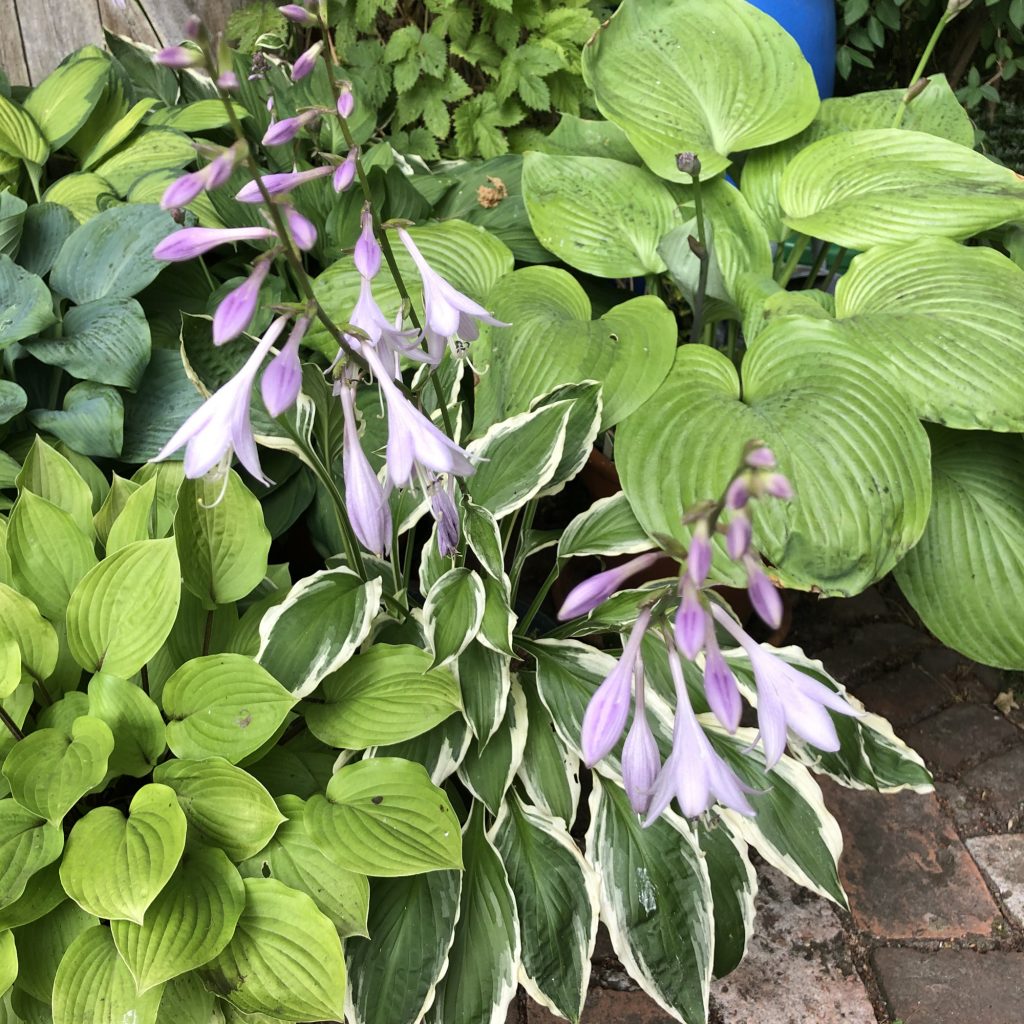 Hosta lila rosa