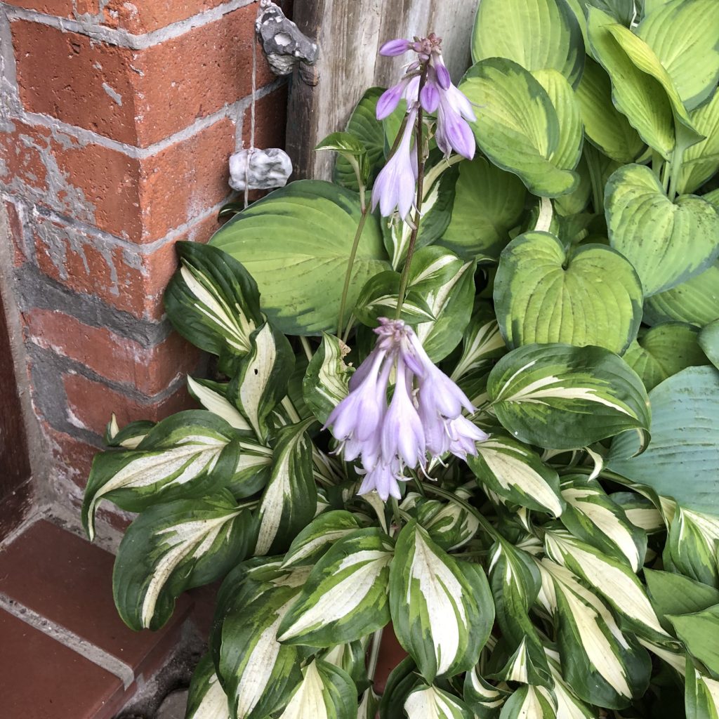 Hosta blass lila