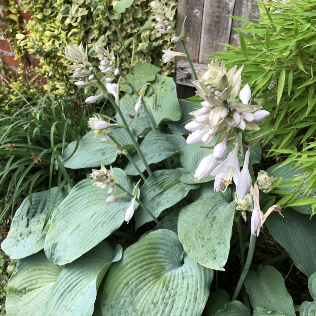 Hosta weiß