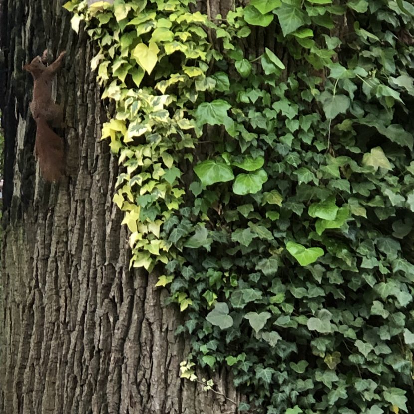 Eichhörnchen am Baum