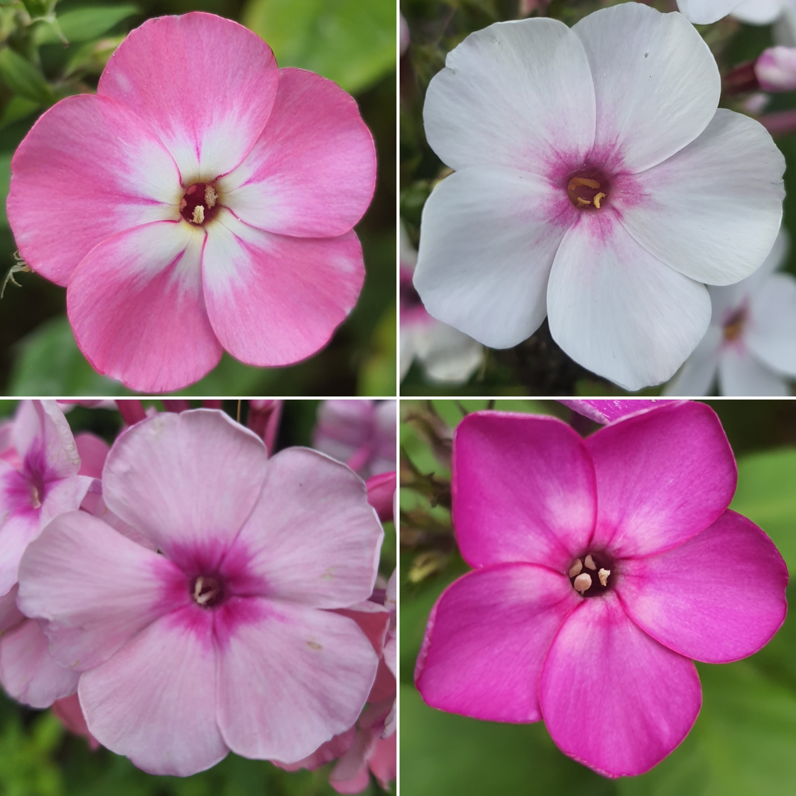 Vier Phlox Blüten