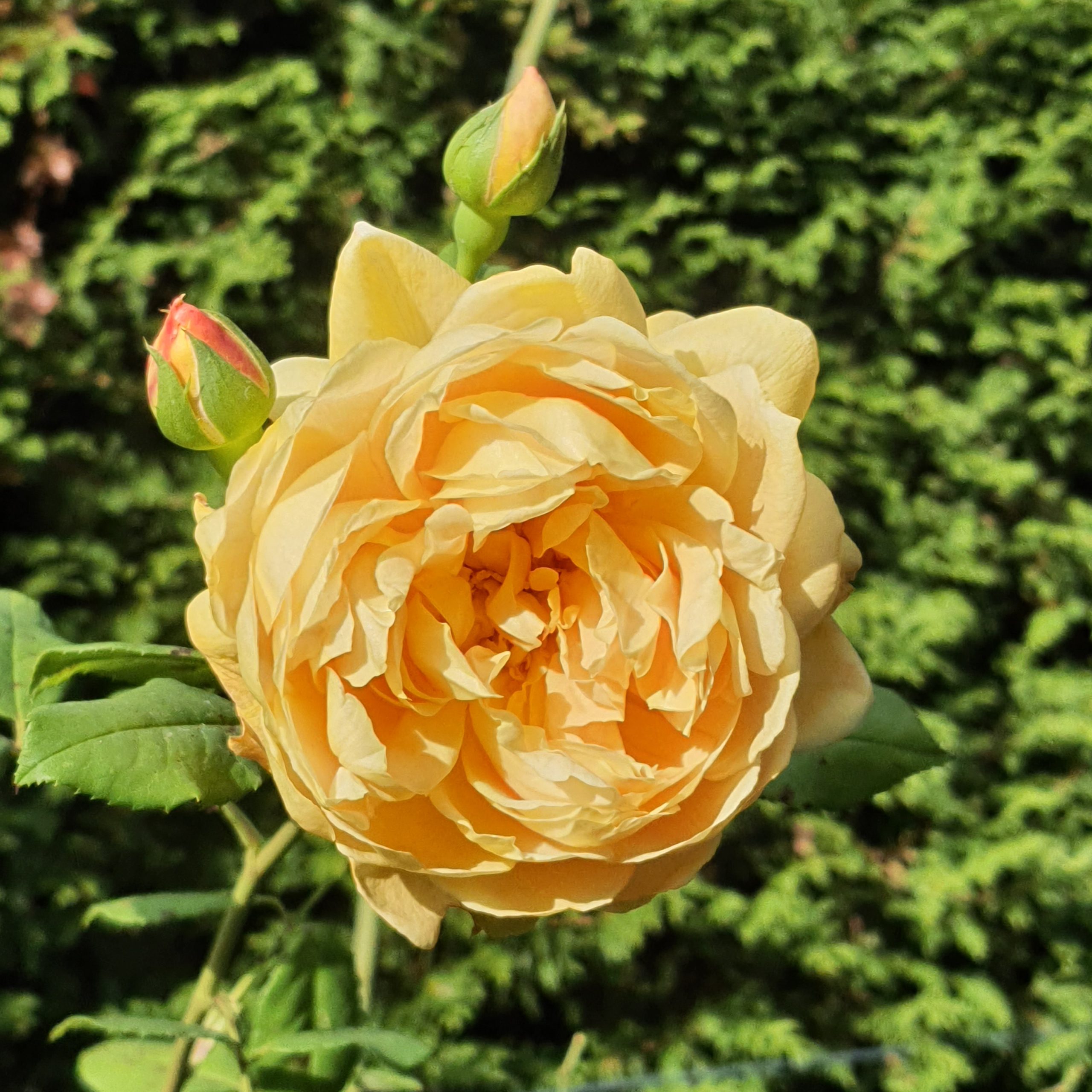 Gelbe Rose im Herbst