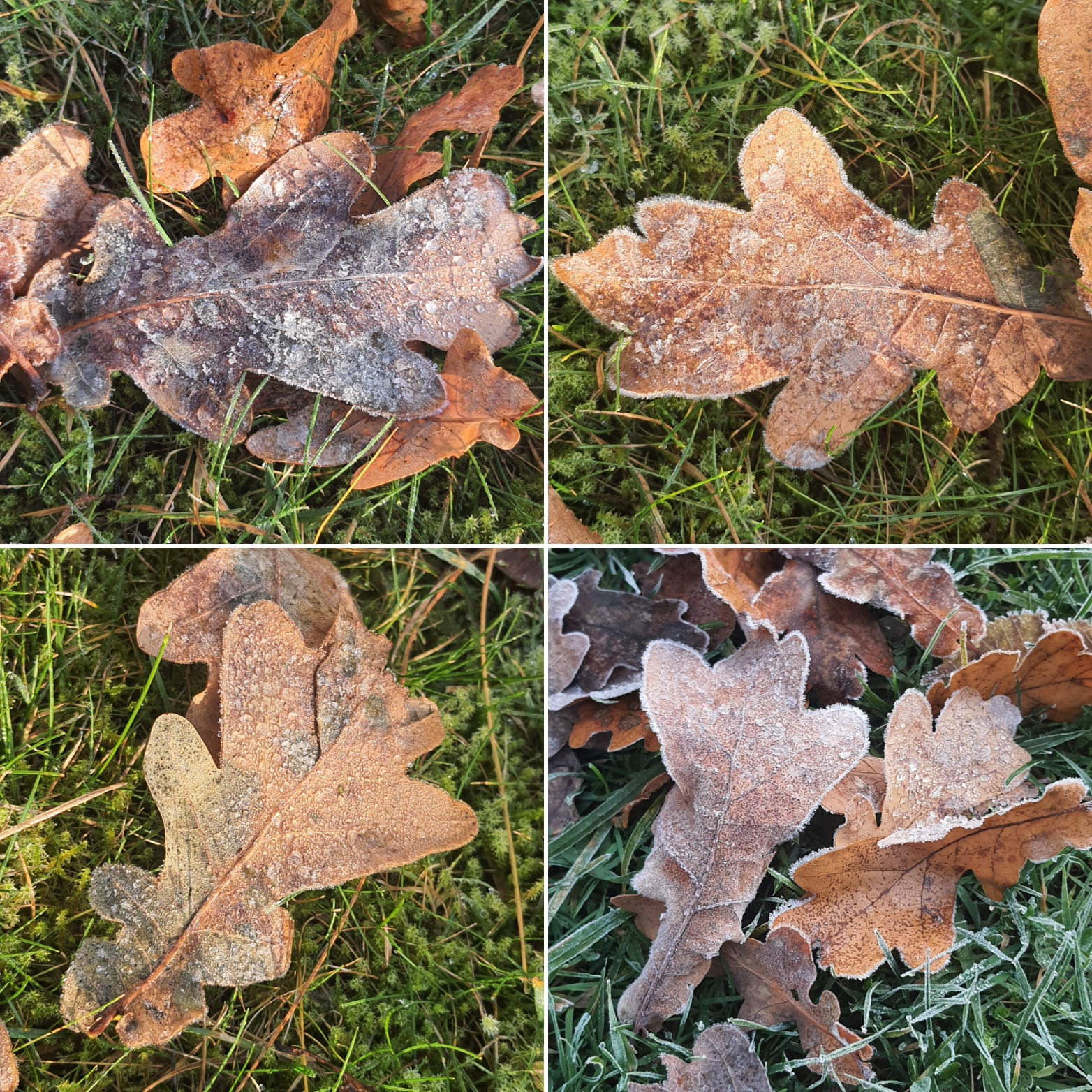 Frost im Herbst